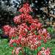 miniature Rodgersia Bloody Mary