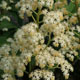 miniature Rodgersia Borodin