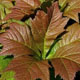 miniature Rodgersia podophylla Braunlaub