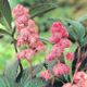 miniature Rodgersia Firework