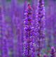 miniature salvia Caradonna 