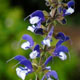 miniature salvia Madeline 