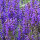 miniature salvia Marcus