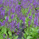 miniature salvia Viola Klose 