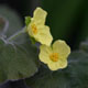 Photo miniature Saruma Henryi