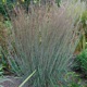 miniature Schizachyrium Blue Heaven