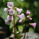 Photo miniature Schizocodon soldanelloides Kuju