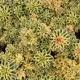 miniature Sedum Atlantis
