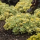miniature Sedum Boogie Woogie