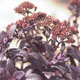 miniature sedum Postman's Pride 