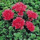 miniature sedum Summer Glory 
