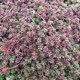 miniature Sedum Faro Form