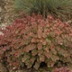 miniature Sedum sieboldii