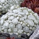 miniature Sempervivum Artic White