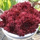 miniature Sempervivum Coral Red