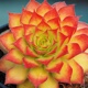 miniature Sempervivum Gold Nugget