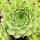miniature Sempervivum Limelight