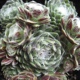 miniature Sempervivum Red Cobweb