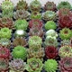 miniature Sempervivum en variétés