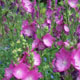 miniature Sidalcea Candy Girl