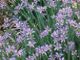 Photo miniature Sisyrinchium