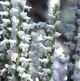 Photo miniature Spiranthes