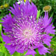 miniature Stokesia Purple Parasol