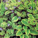 miniature Symphytum Goldsmith