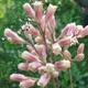 Photo miniature Syneilesis palmata