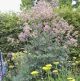 miniature Thalictrum Elin