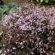 miniature Thalictrum Evening Star