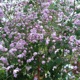 miniature Thalictrum Splendide