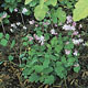 miniature Thalictrum kiusianum