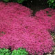 miniature Thymus coccineus