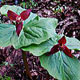 Photo miniature Trillium apetalon