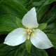 Photo miniature Trillium camchatcense