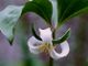 Photo miniature Trillium catebraei