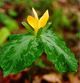 Photo miniature Trillium luteum