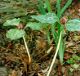 Photo miniature Trillium recurvatum