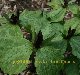 Photo miniature Trillium sessile