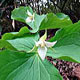 Photo miniature Trillium tschonoskii