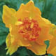 miniature Trollius Orange Crest
