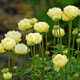 miniature Trollius Cheddar