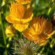 miniature Trollius Golden Queen