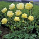 miniature Trollius New Moon