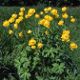 miniature Trollius Superbus