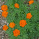 miniature Trollius Etna