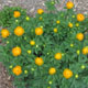miniature Trollius Orange Princess