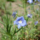 miniature Veronica Armena