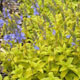 miniature Veronica Aztec Gold